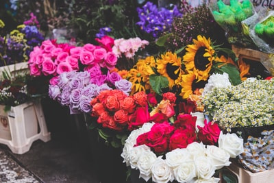 Colorful flowers
